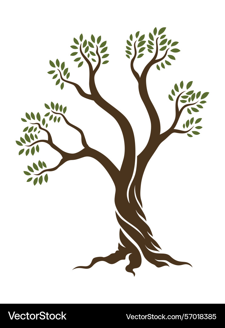 Olive trees with branches and leaves for design Vector Image
