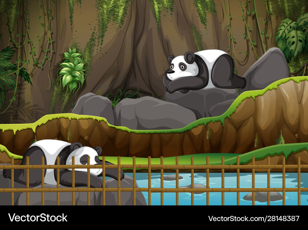 Scene with two pandas at zoo vector image