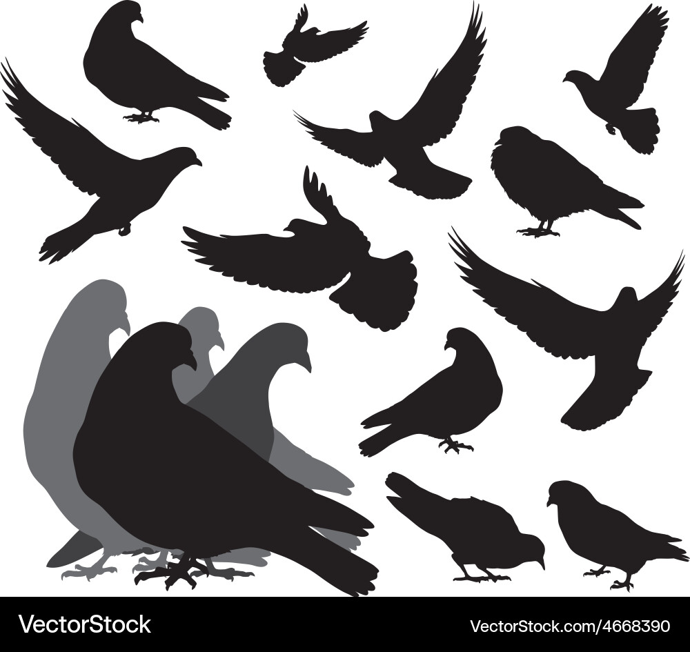 Dove Silhouettes Collection vector image