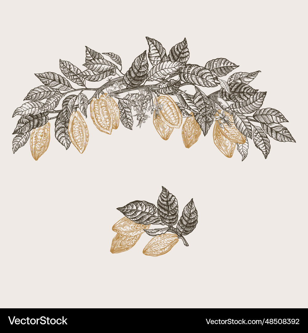 Branches of a cocoa tree Branches of a cocoa tree vector image