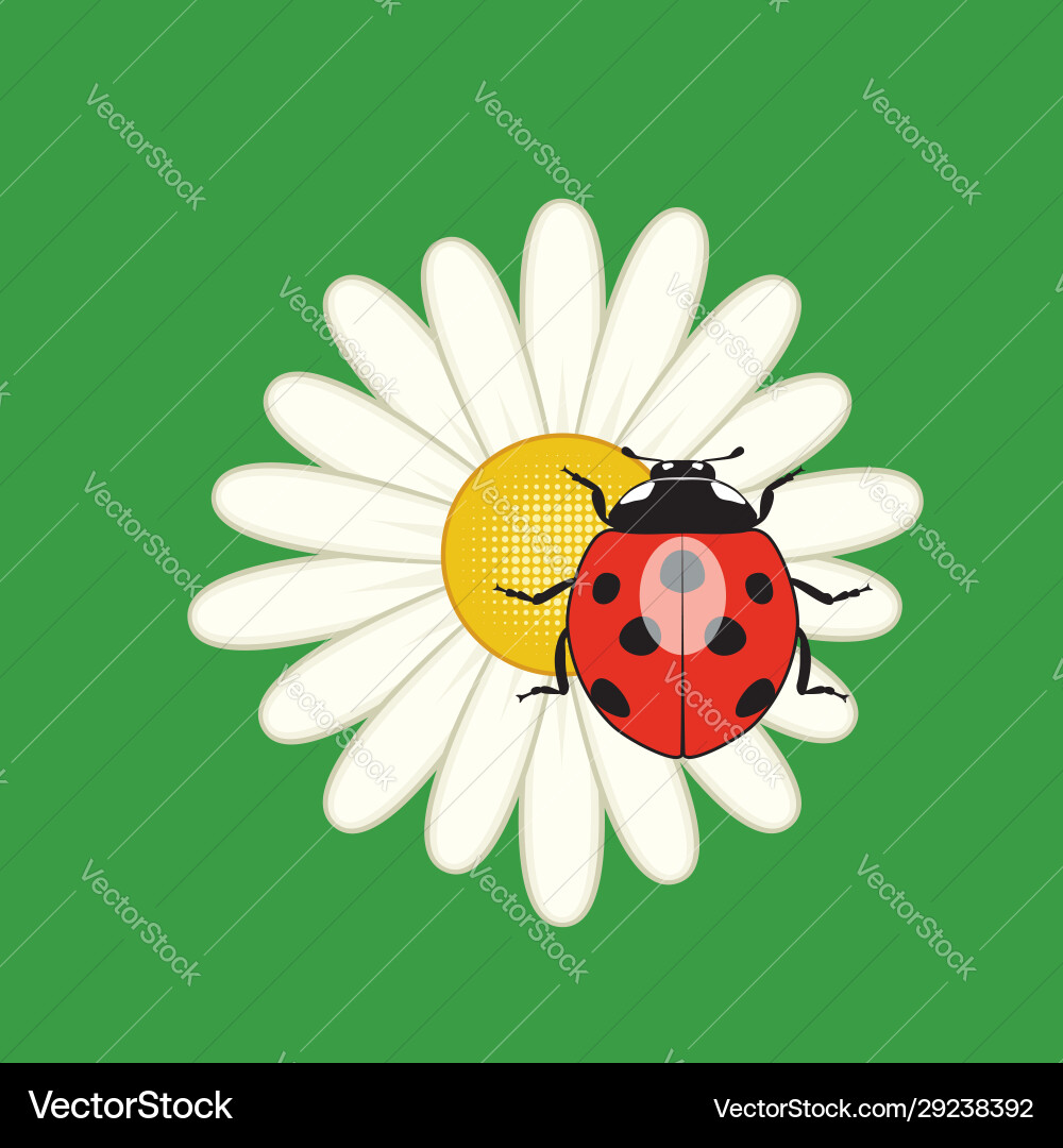 Red ladybird on a camomile flower Red ladybird on a camomile flower vector image