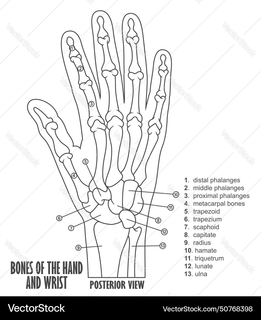 Bones of the hand and wrist anatomy Royalty Free Vector