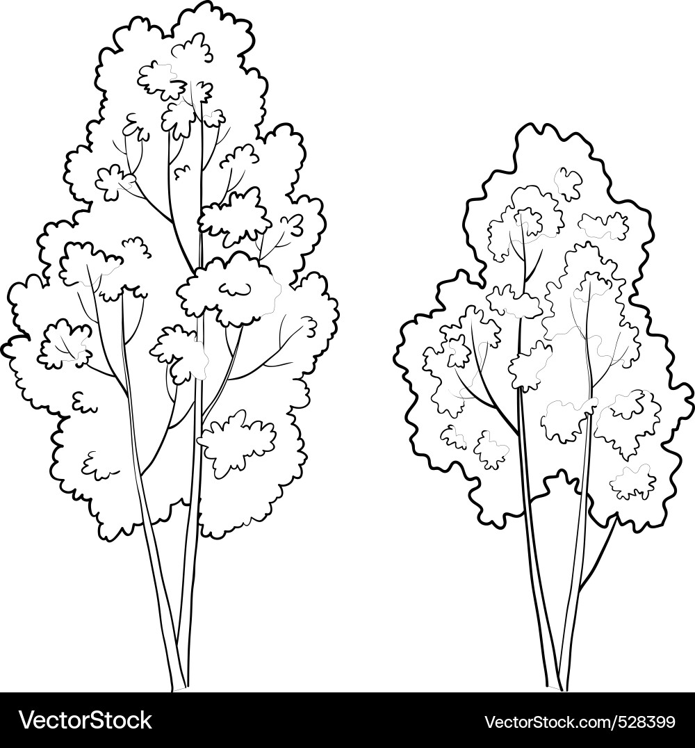 Deciduous Tree Outlines Vector Image