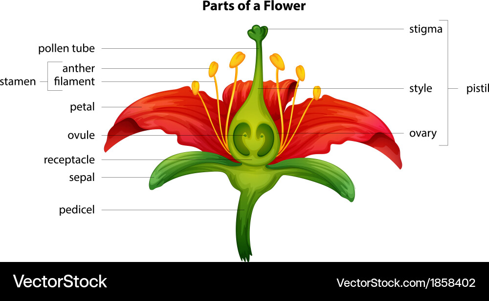 Parts of a flower Royalty Free Vector Image - VectorStock