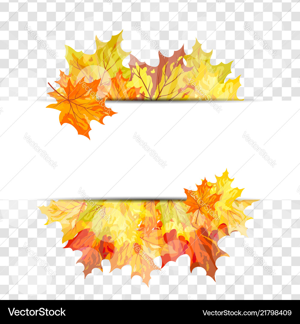 Vector Leaf Using Grid Maple leaves on transparency grid Royalty Free Vector Image