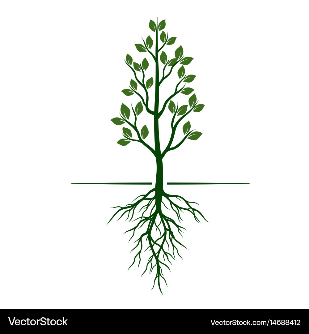 White trees with roots on green background vector image
