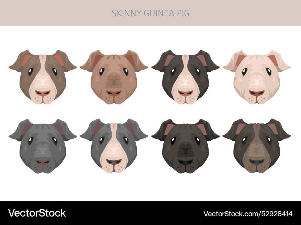Skinny guinea pig clipart hairless cavy all coat Skinny guinea pig clipart hairless cavy all coat vector image