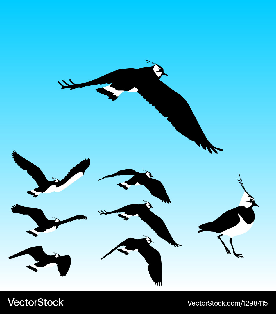 Plover Flight Sequence vector image