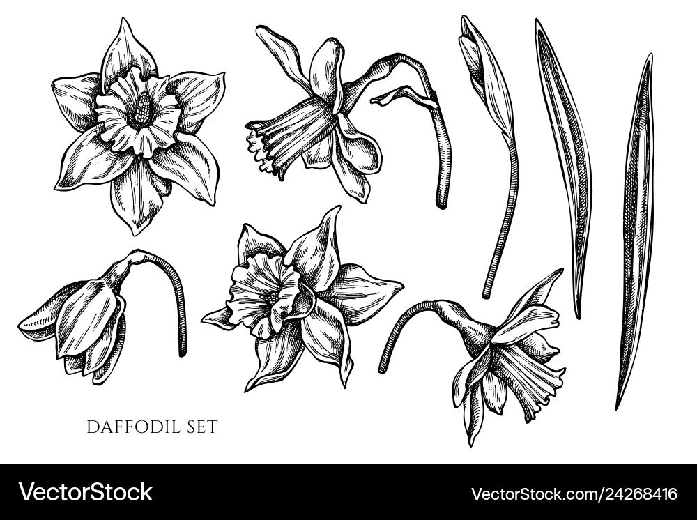 Collection of hand drawn black and white vector image