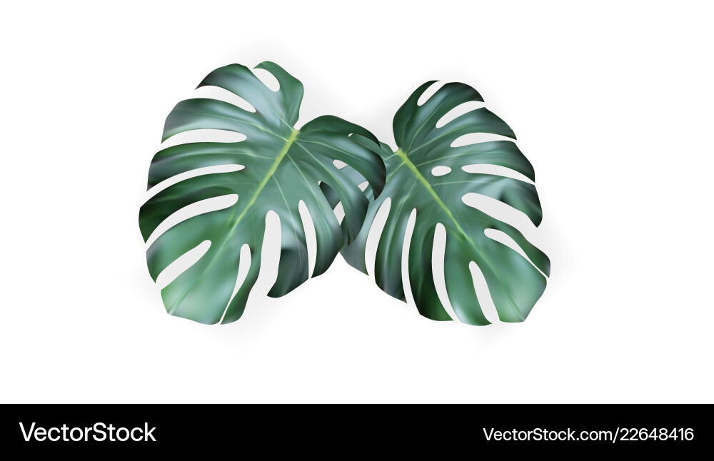 Realistic green tropical monstera leaves from top Realistic green tropical monstera leaves from top vector image
