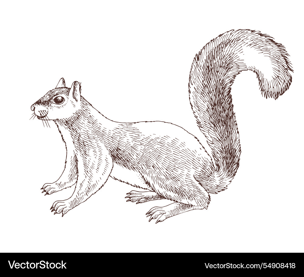 Hand-Drawn Squirrel vector image