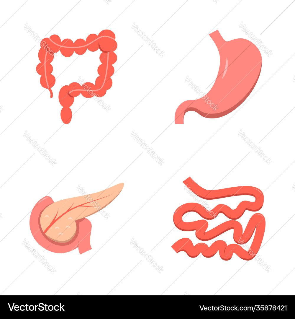 Digestive System Icon Set Vector Image