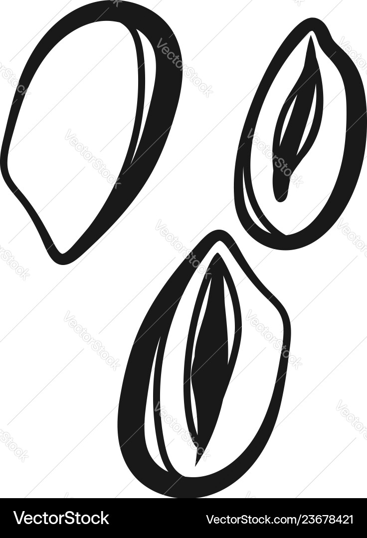Peanut kernel without husk icon simple style Peanut kernel without husk icon simple style Vector Image