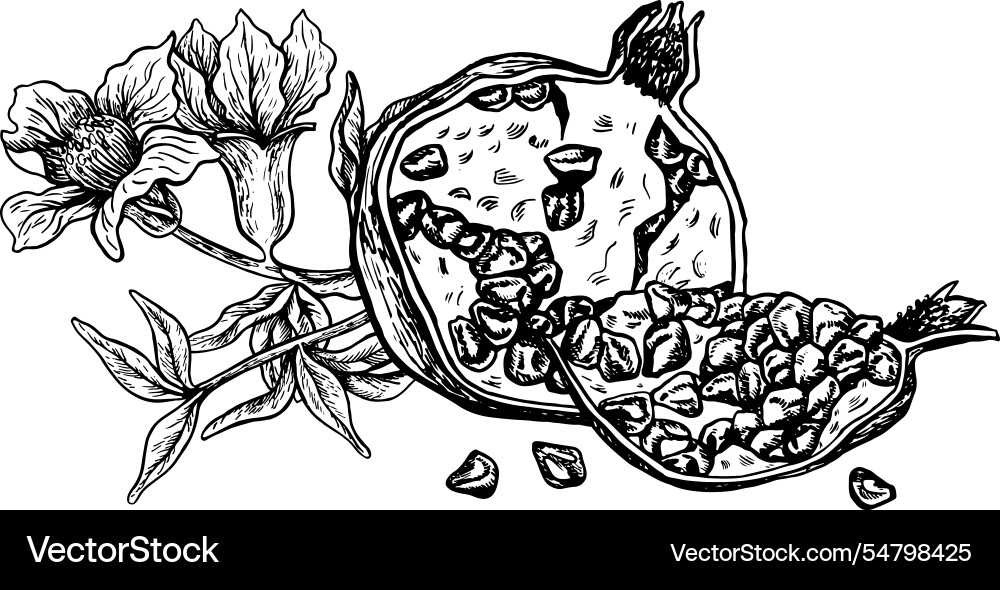 Half and slice of pomegranate with flowering Half and slice of pomegranate with flowering Vector Image
