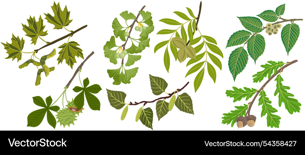 Tree Branch Seed Collection Vector Image