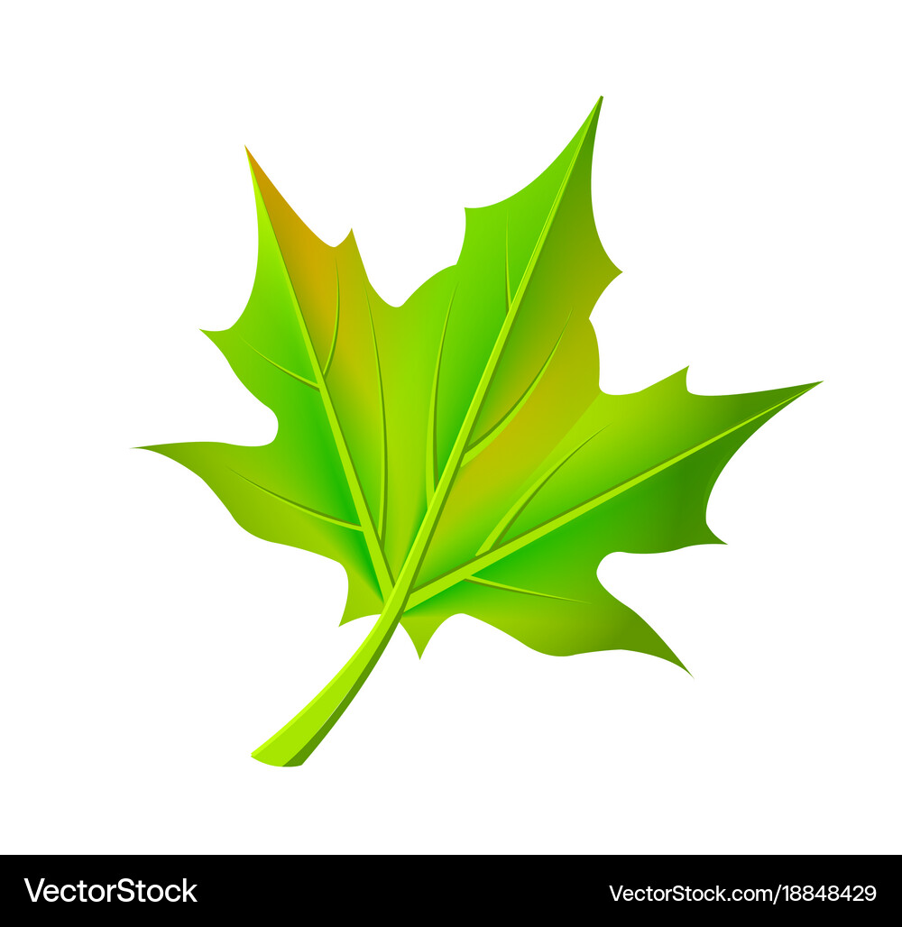 Green autumn leaf fallen from maple tree – Royalty-Free Vector | VectorStock, image size:1000x1028