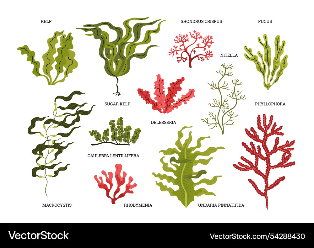 Graphics with various types of exotic algae Graphics with various types of exotic algae Vector Image