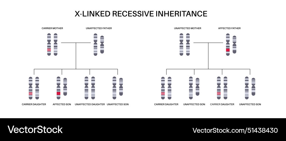 X linked recessive inheritance X linked recessive inheritance vector image