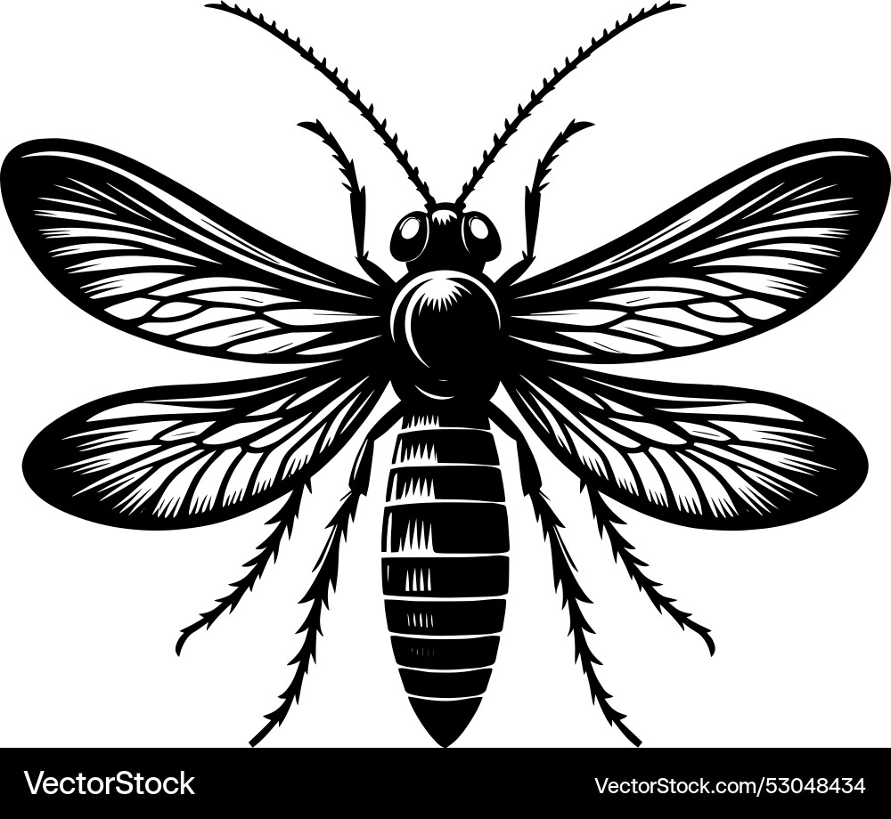 Beautiful firefly insect silhouette isolated Vector Image