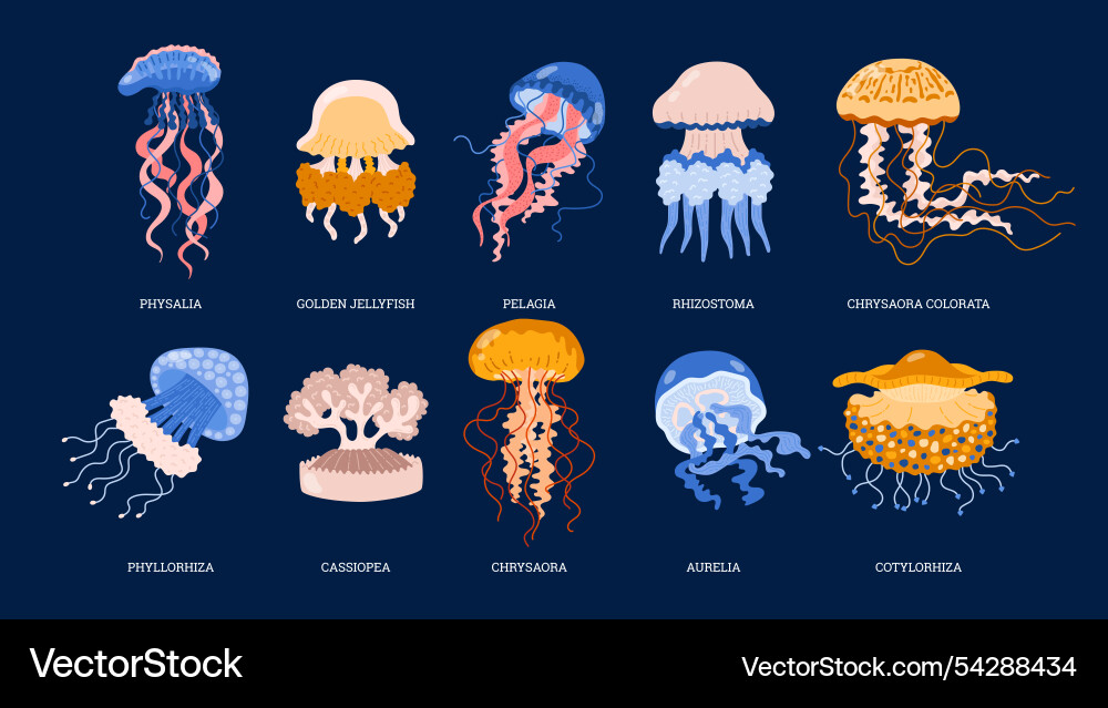 Set of different types jellyfish Vector Image