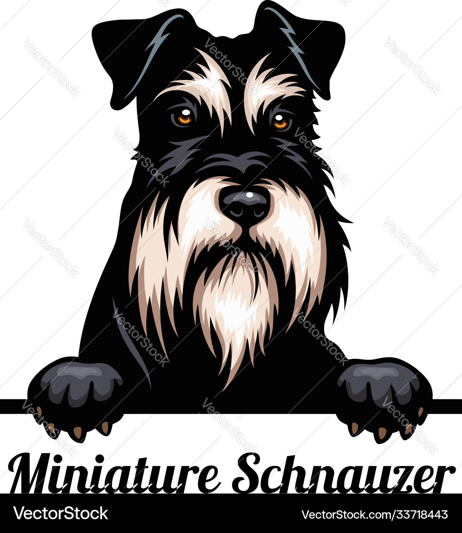 Detailgetreue Figur Schleich Zwergschnauzer Figur - Detailgetreue  Hunde-Spielfigur Für Kinder Ab 3 Jahren Farm World Figuren, image size:935x1080