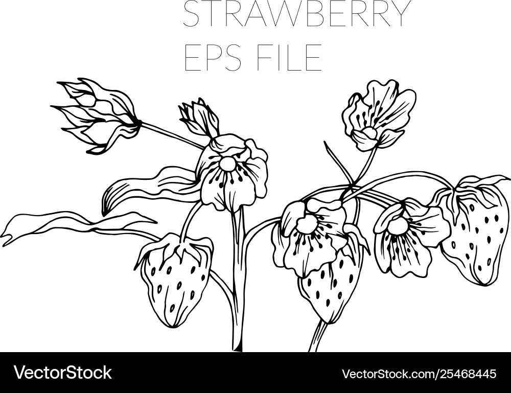 Strawberry hand drawn fruit in doodle style Strawberry hand drawn fruit in doodle style vector image