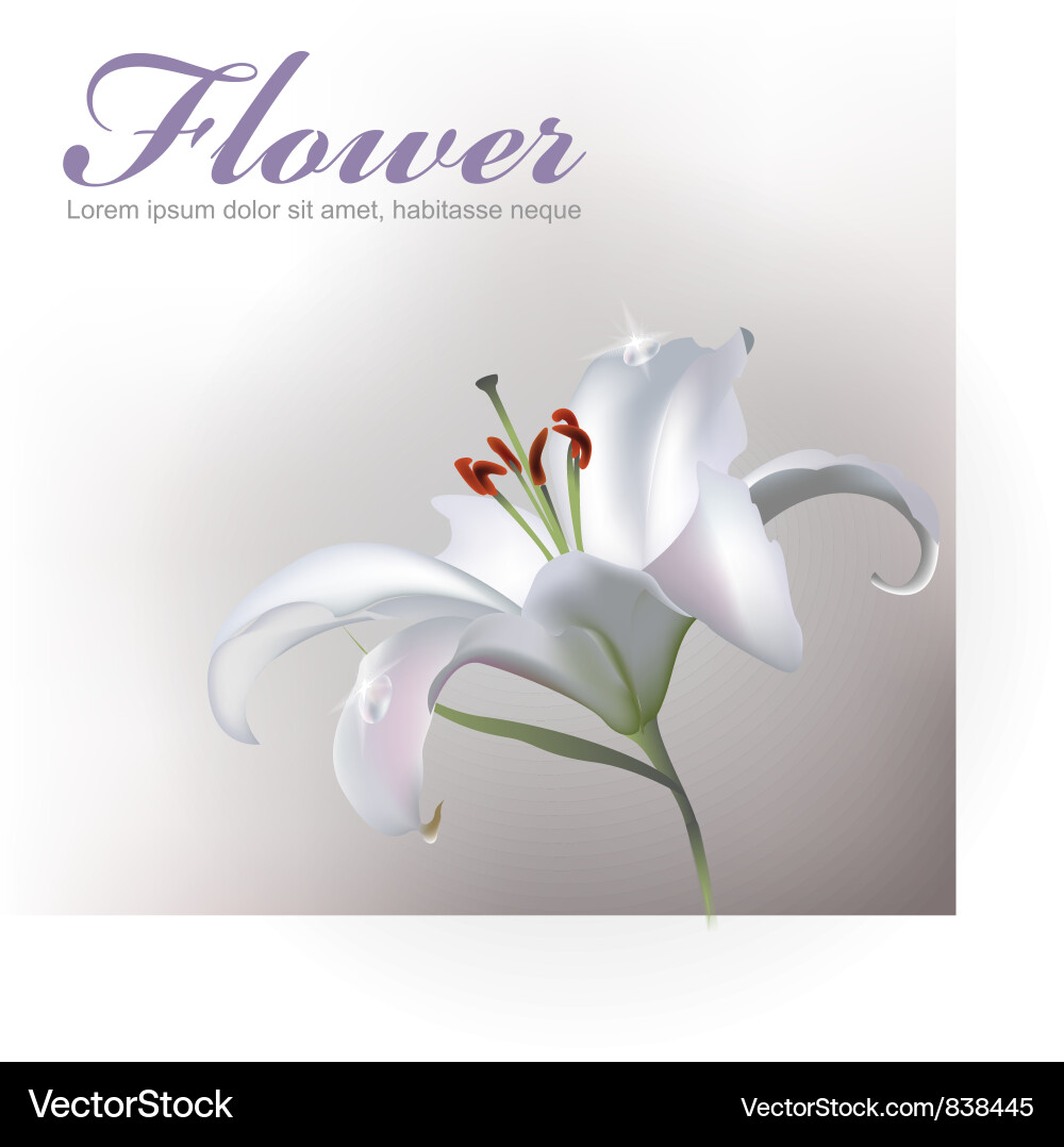White lilly flower Royalty Free Vector Image - VectorStock