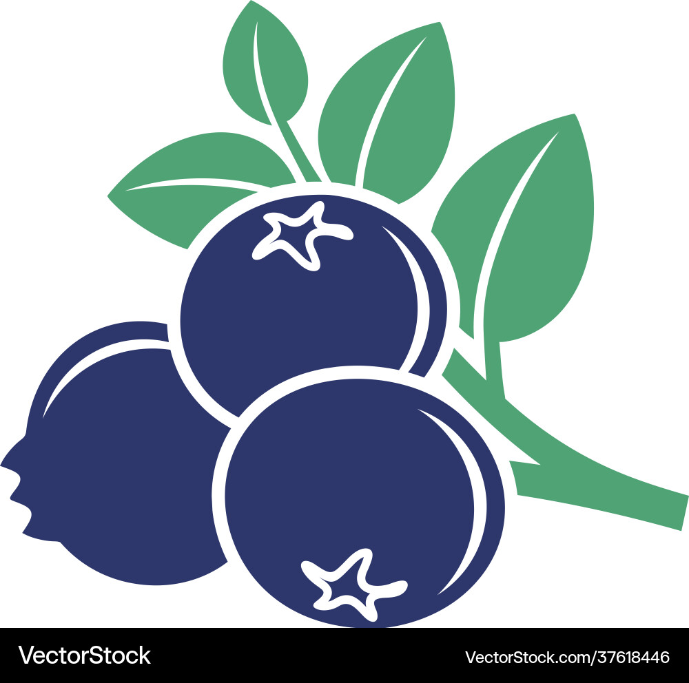 Blueberry vector image