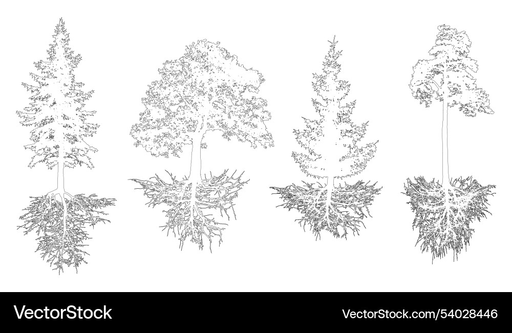 Set of trees with roots contour pine spruces Vector Image