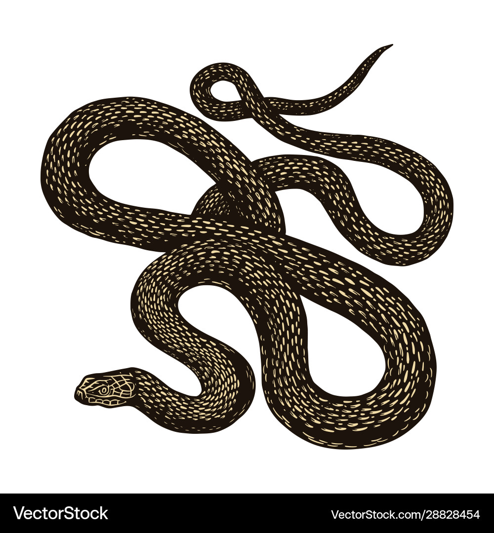 Vintage Python Snake Sketch vector image