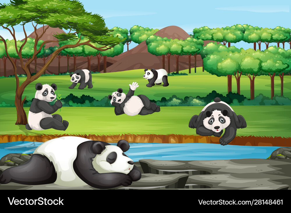 Scene with many pandas at open zoo Scene with many pandas at open zoo vector image