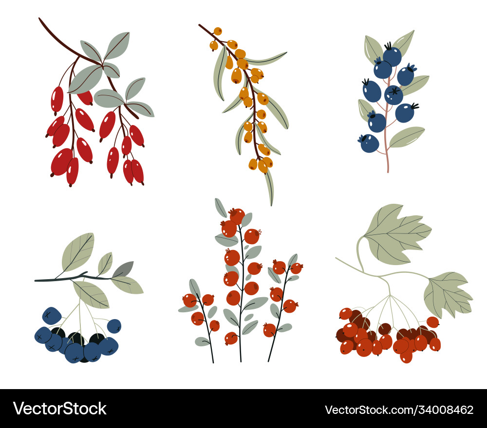 Kollektion Design floral Elemente Herbst Vektorbild
