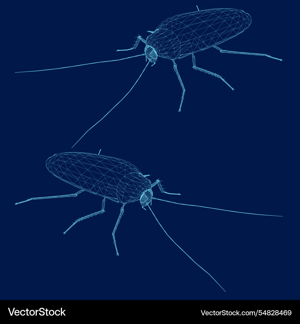 Cockroach wireframe line style Vector Image