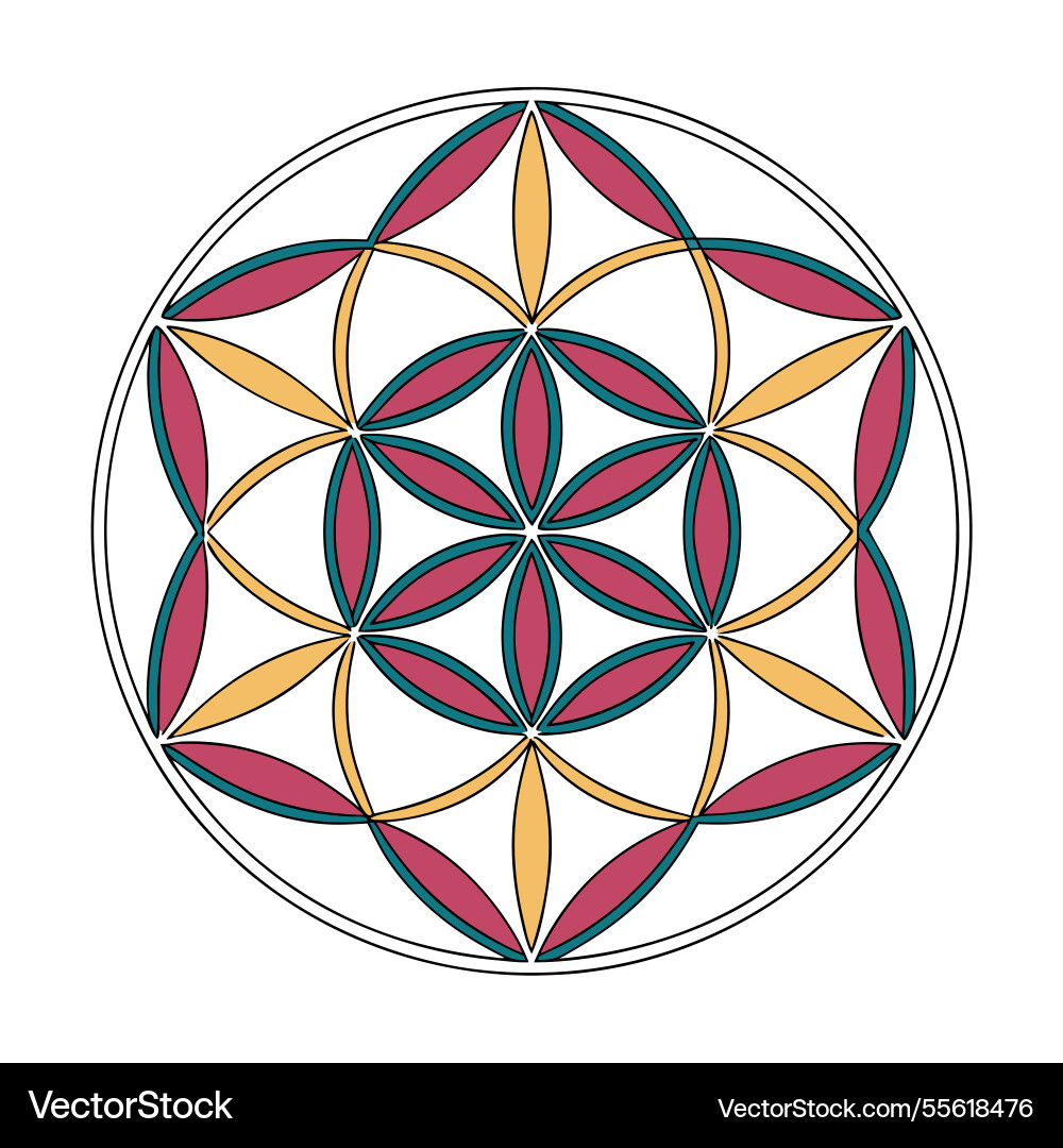 Mandala pattern design elements Mandala pattern design elements vector image