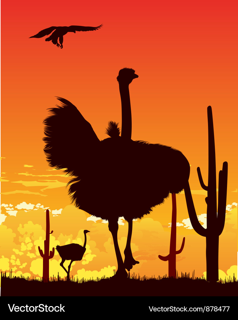 Desert Sunset Ostriches Vector Image