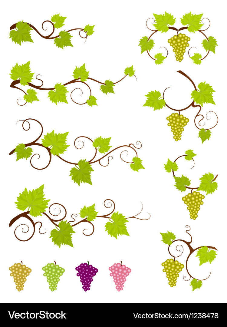 Grape vines design elements set Royalty Free Vector Image