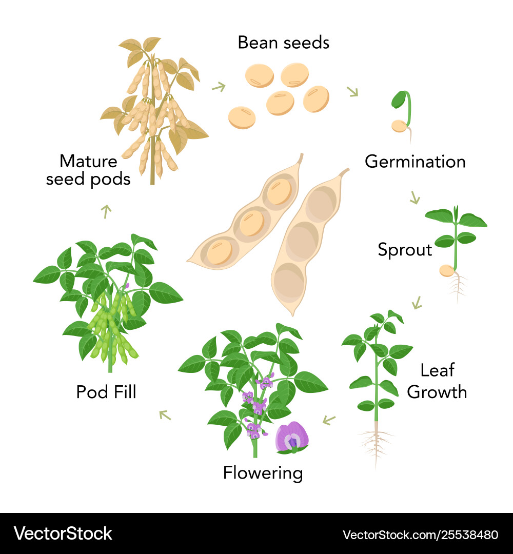 Soybean plant growth stages infographic elements Soybean plant growth stages infographic elements vector image
