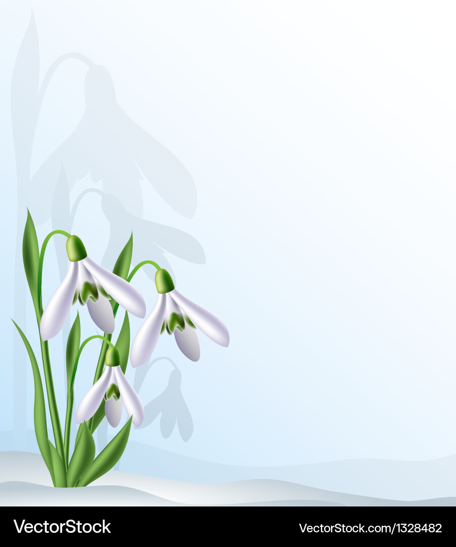 Text background with snowdrops Vector Image