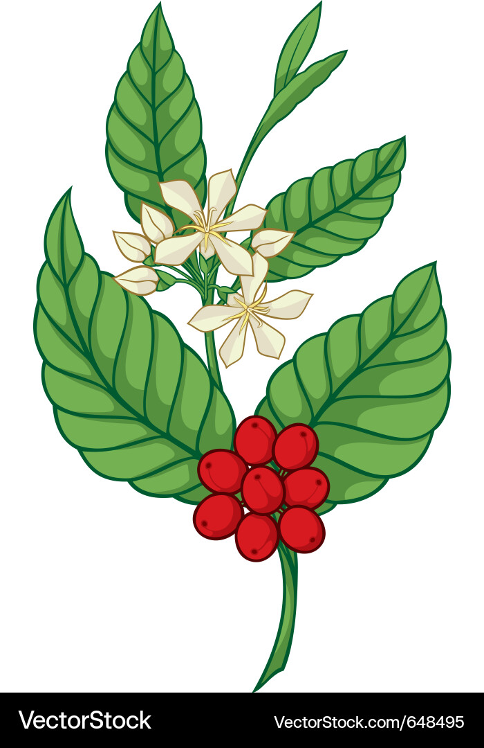 Coffee tree icon Royalty Free Vector Image - VectorStock