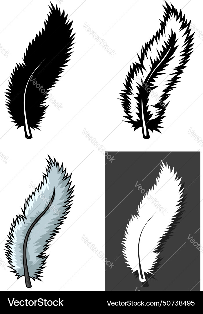 Set of feathers types with different concept Set of feathers types with different concept Vector Image