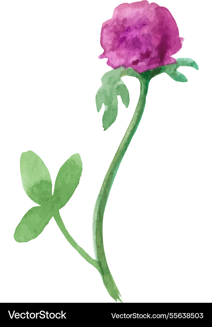 Watercolor painted clover flower hand drawn Watercolor painted clover flower hand drawn vector image