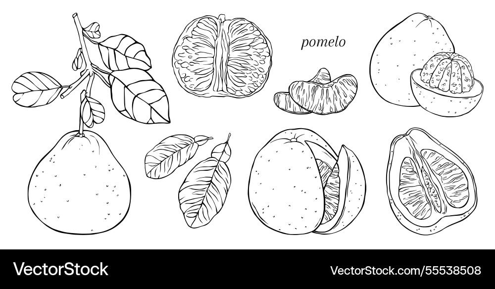 Set of linear with different pomelo Set of linear with different pomelo Vector Image