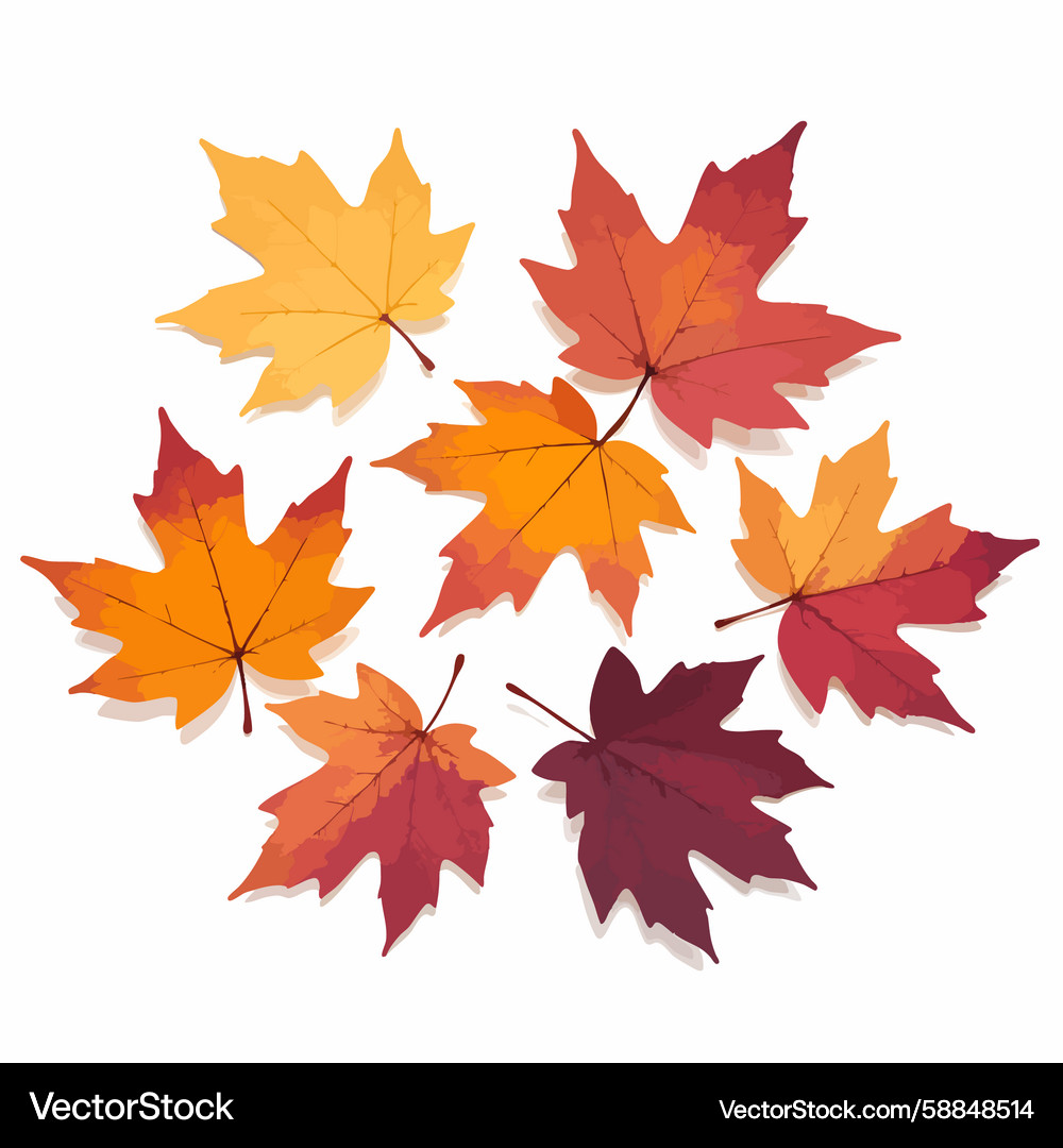 Assorted maple leaves displaying a range Vector Image