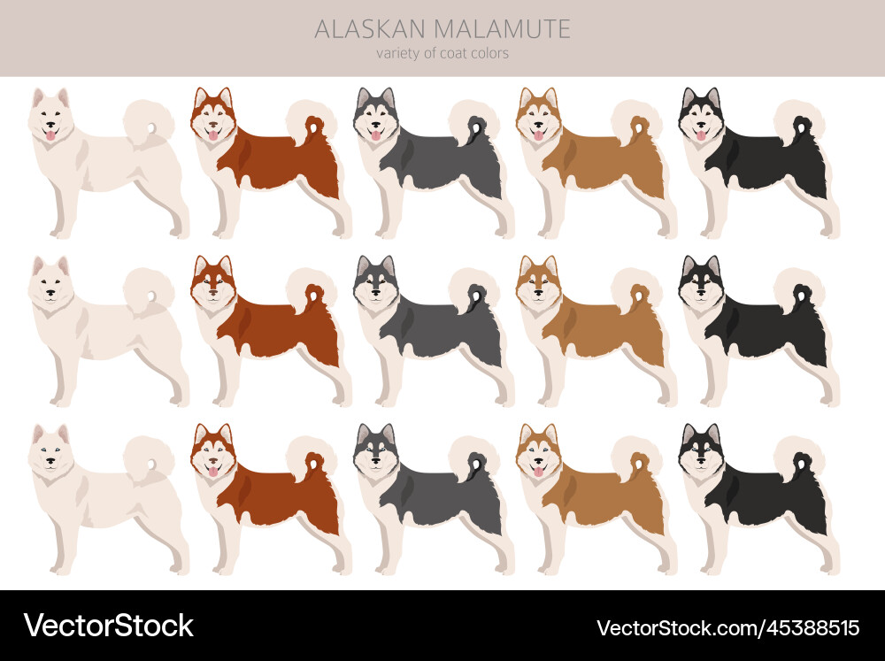 Alaskan malamute all colours clipart different Alaskan malamute all colours clipart different vector image