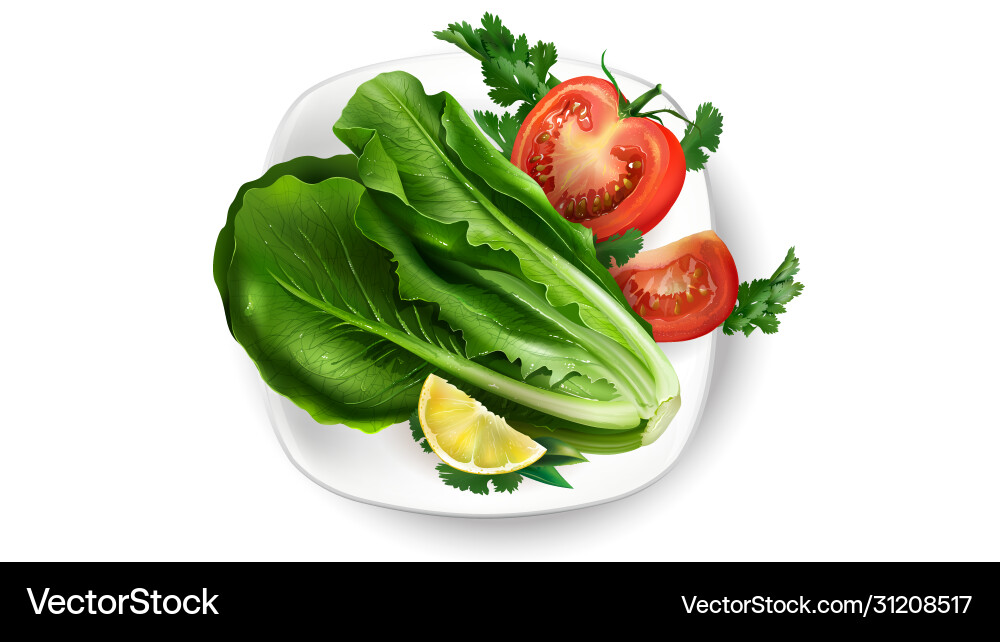 Composition fresh vegetables on a white plate Composition fresh vegetables on a white plate vector image