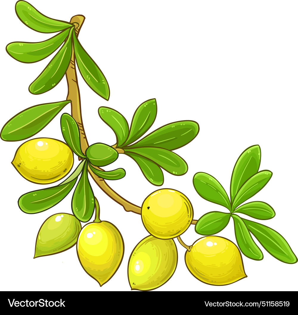 Argan Zweig bunt detailliert Argan Zweig bunt detailliert vektorbild