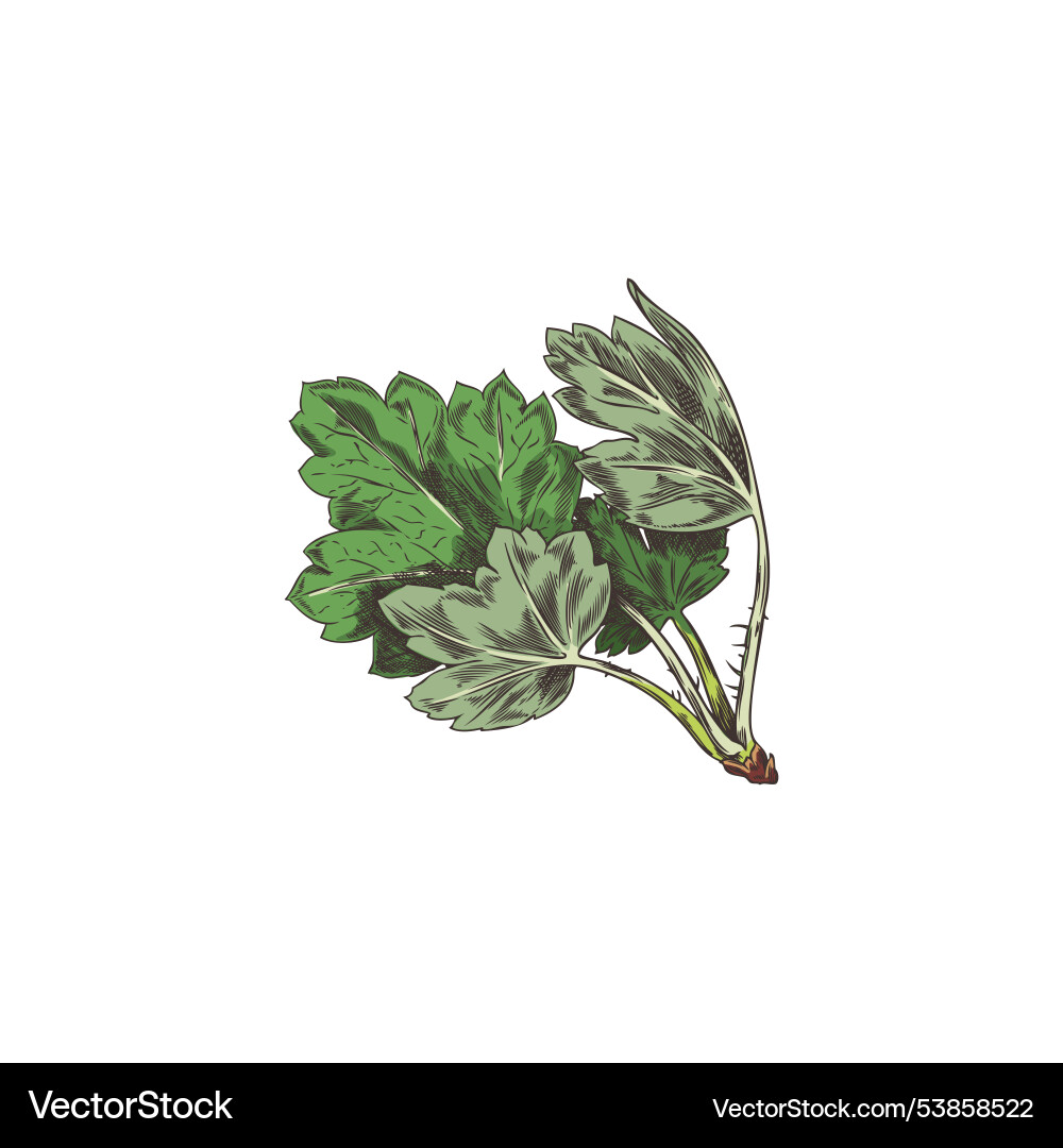A with sketch of twig vector image