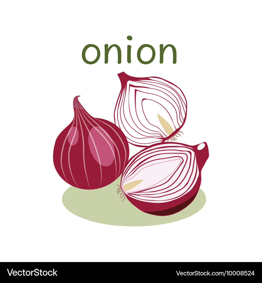 Red onion isolated object in flat style vector image