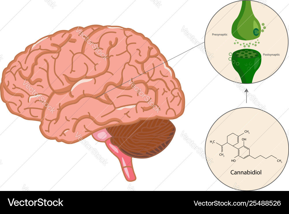 Endocannabinoid system in brain Endocannabinoid system in brain vector image