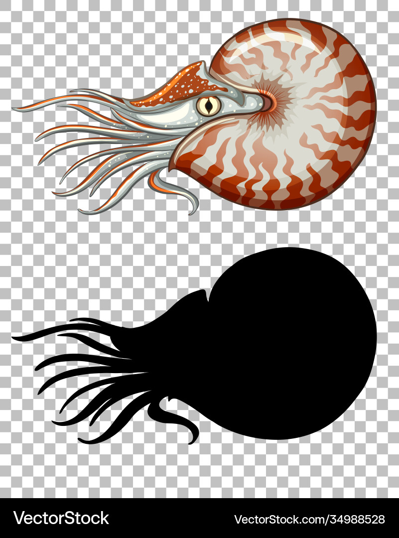 Chambered nautilus with its silhouette vector image